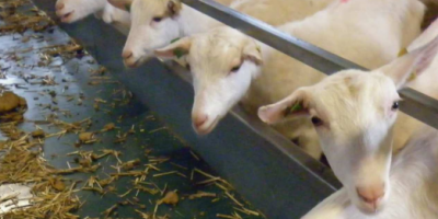 zootecnia agnelli pecore ovini agricoltura